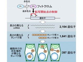 1つの遺伝子から機能の異なるタンパク質が生じる仕組みを解明 - 九大