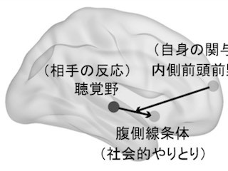 生理学研究所、 自分の行動が相手から評価された際の脳の働きの一端を解明