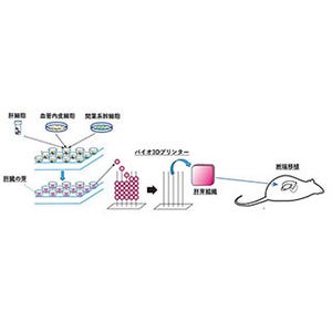 慶大、ラット生体内でヒト由来細胞による肝臓の「芽」を生着