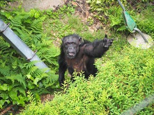 チンパンジーはボディランゲージを距離に応じて使い分ける - 京大