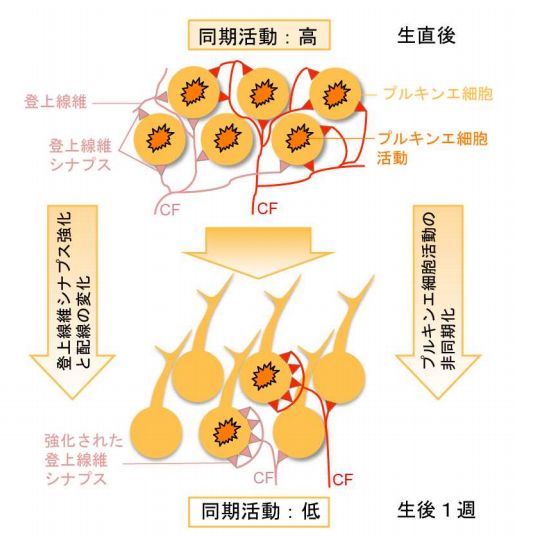 生後まもない小脳においてプルキンエ細胞の自発活動は高い同期を示すが、生後1週目で成体と同程度まで低下する (出所:東京大学Webサイト)