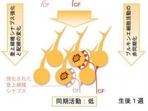 発達期小脳における自発神経活動とシナプス刈り込みの関係を解明 - 東大