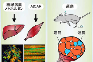 薬は体内のどこで作用している? - 京大、マウス体内での「見える化」に成功