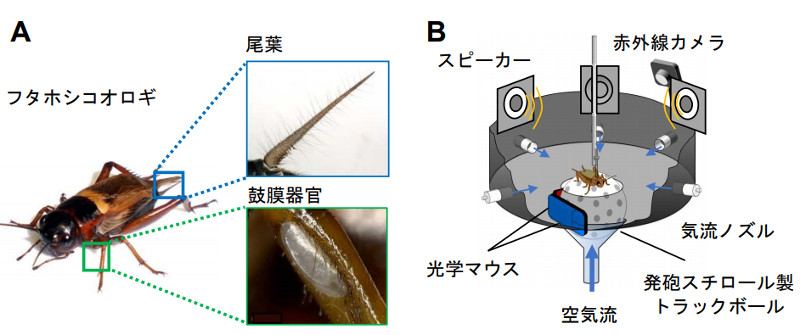 コオロギ
