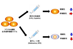 「鉄」に着目し、がん細胞の治療抵抗性を低下 - 岡山大学