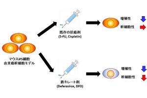 「鉄」に着目し、がん細胞の治療抵抗性を低下 - 岡山大学