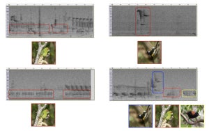 数万の野鳥の鳴き声から希少種を聞き分ける機械学習 - Google Official blog