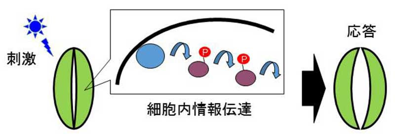 気孔運動