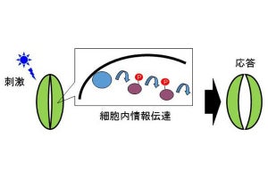 青色光刺激と二酸化炭素と植物の気孔運動、関係性が明らかに - 京大