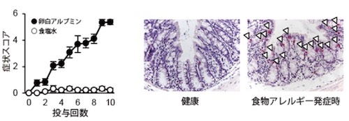 マウスの食物アレルギー症状とマスト細胞の消化管への浸潤