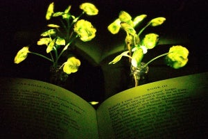 MIT、ナノ粒子を注入し植物を光らせる技術を開発ｰ「植物照明」実現めざす