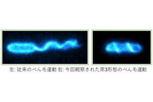 カメムシ防除剤の開発に活用可能な共生細菌の運動を発見