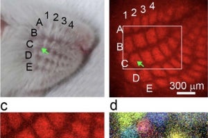 遺伝研、赤ちゃんマウスの神経回路で新しいタイプの自発神経活動を発見