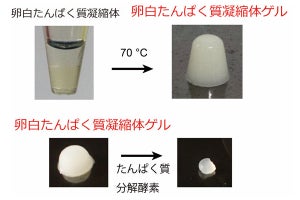 JSTら、卵の白身から高強度ゲル材料を開発-白身の150倍以上の圧縮強度