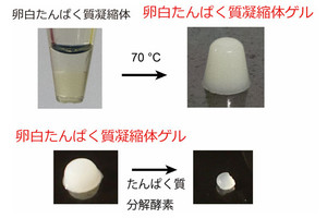 JSTら、卵の白身から高強度ゲル材料を開発-白身の150倍以上の圧縮強度