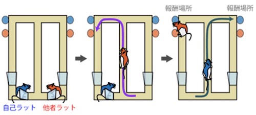 実験に用いたラットの行動課題。自己ラットは他者ラットが行った場所と反対の場所を選ぶと報酬がもらえる(出所:理研Webサイト)