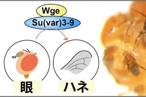 東北大、ショウジョウバエを用いて器官を丸ごと作り変える再生現象を解明