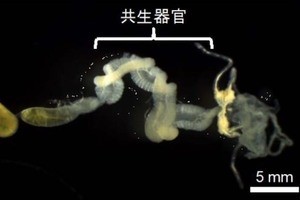 産総研、害虫の殺虫剤抵抗性が共生細菌を介し急速に発達することを明らかに