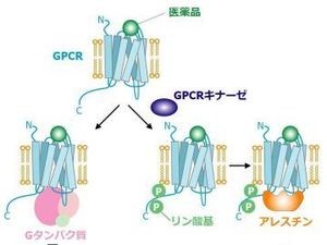 医薬品の副作用軽減が可能に - 東大、発現機構の一端を解明