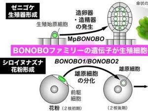 京大、藻を低コストに大量培養するための実証プラントが完成