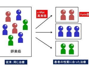 卵巣がんの個別化医療実現へ期待 - 東北大