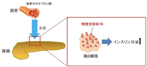 オクタン酸が嗅覚受容体を介してインスリン分泌を増やす仕組み(出所:ニュースリリース※PDF)