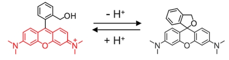 分子内スピロ環化の反応式。カルボキシル基(-COOH)をヒドロキシメチル基(-CH<sub>2</sub>OH)に変えると分子内でMichael反応が起き、新たな環状構造を持つようになる。