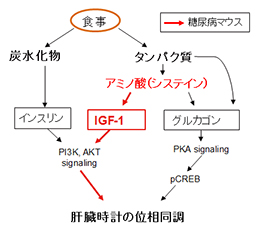 今回の研究成果を加えた模式図