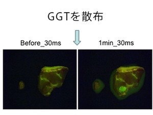 試薬をかけるとがんが光る?-多くの蛍光プローブを実用化に繋げる東大・浦野教授(後編)