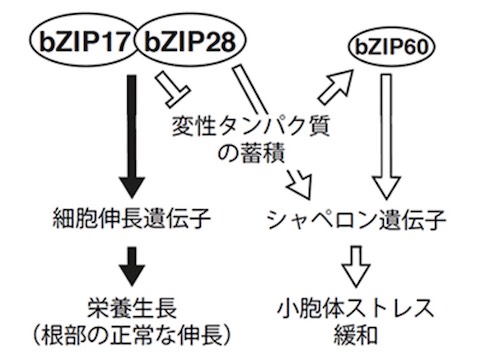 提案された植物の小胞体ストレス応答機構(UPR)制御モデル(出所:理研Webサイト)