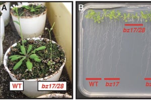理研、植物の根の伸長に寄与する新しい経路を発見- 2つの転写因子が必要