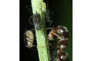 アリがアブラムシの増殖率を操作-共生系が生物多様性を維持することを解明
