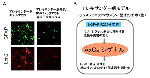 (A)アレキサンダー病の病態関連因子の発現の差 (B)アレキサンダー病におけるAxCaシグナル病態の模式図
