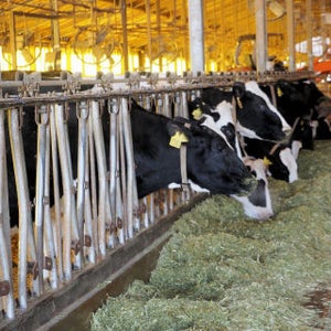 静岡の牧場がIoTで牛の状態管理 -センサを使って作業を効率化