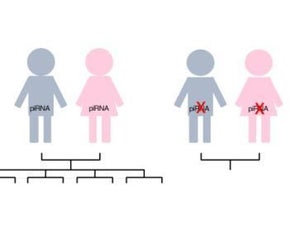 不妊の原因解明への一歩 - 小分子RNAの生合成に新発見