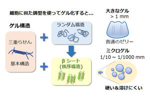 ゼリーは小さいほど硬くなる? - 鋳型の大きさでゼリーの硬さが変化することを発見