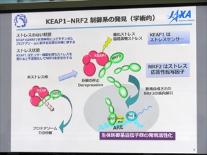 KEAP-1-NRF2 制御系の発見