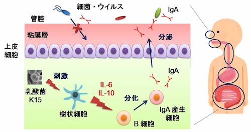 乳酸菌K15のIgA産生誘導メカニズム