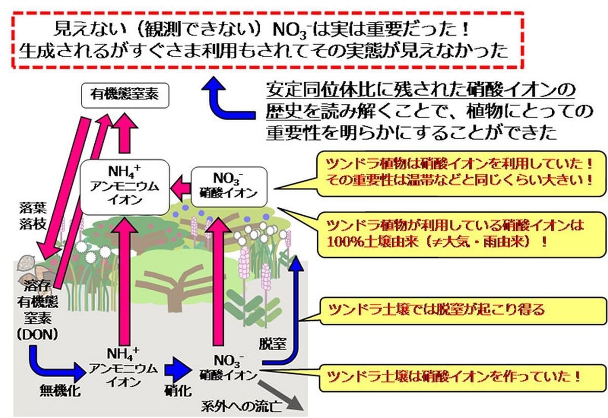 極地域の生態系でも硝酸イオンは大切な窒素源だった Tech