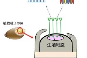 カネカ×農研機構、小麦の品種改良を短期間で可能にするゲノム編集技術を開発