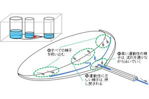 産総研、受胎に有利な精子を泳ぎ方で選んで捕集する技術を牛の繁殖で実証