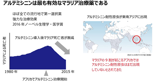 アルテミシニンは最も有効なマラリア治療薬である(出所:順天堂大学ニュースリリース)