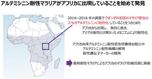 アルテミシニン耐性マラリアがアフリカに出現していることが発見された(出所:順天堂大学ニュースリリース)