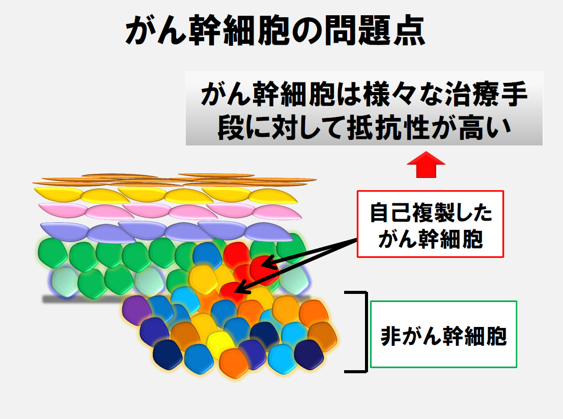 がん幹細胞は、さまざまな治療手段に対して高い抵抗性を示す