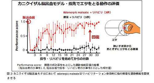 カニクイザル脳出血モデルにおいてedonerpic maleateはリハビリテーション依存的に指の緻密な運動機能を回復させる(出所:富山化学ニュースリリース)