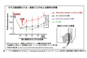 脳卒中後のリハビリ効果を促進する新薬の候補化合物を特定、治験実施へ