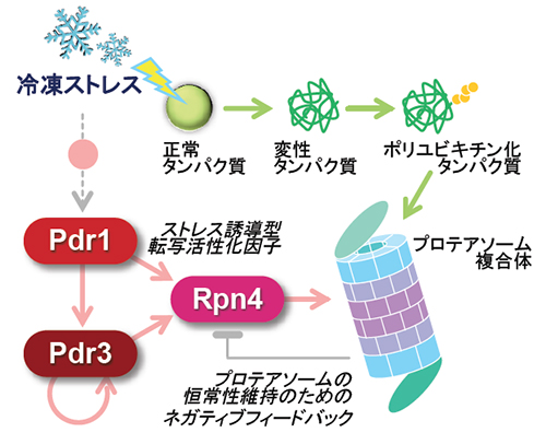 酵母における冷凍ストレス応答メカニズムのモデル(出所:奈良先端科学技術大学院大学ニュースリリース)