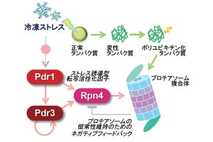 冷凍保存後のパン酵母が高い発酵力を維持するための仕組みを解明