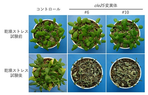 乾燥に強くなる植物ペプチドを発見 乾燥に強い農作物の栽培に役立つ可能性 Tech