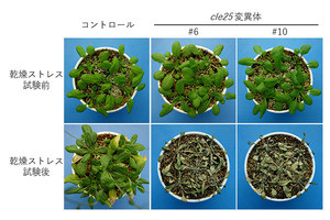 乾燥に強くなる植物ペプチドを発見 乾燥に強い農作物の栽培に役立つ可能性